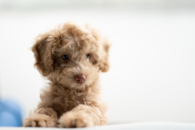 When Can You Bath a Puppy?