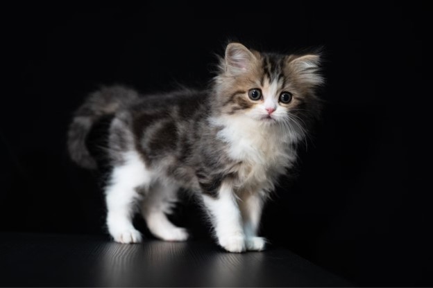 Kitten stood up.