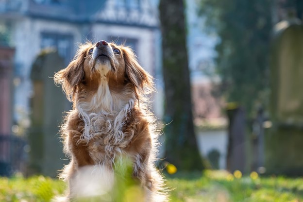 Dog sat down looking up.