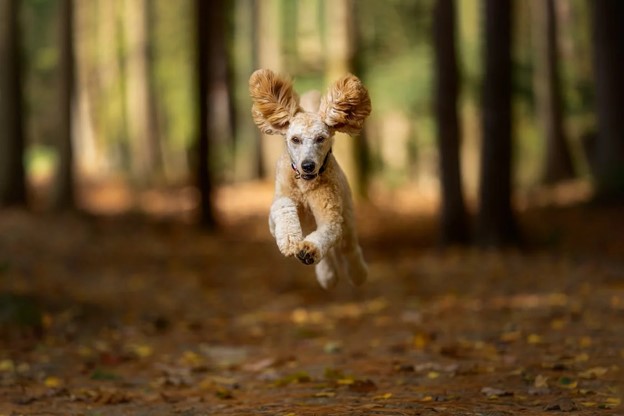 Your Pet's Next Groom: Autumn Edition