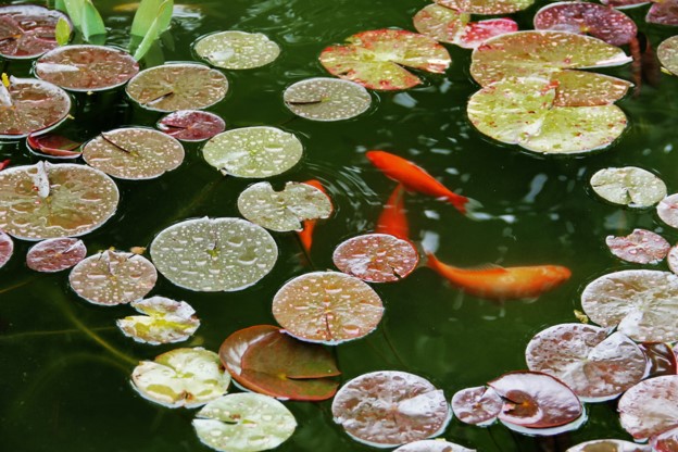 Caring For Pond Fish
