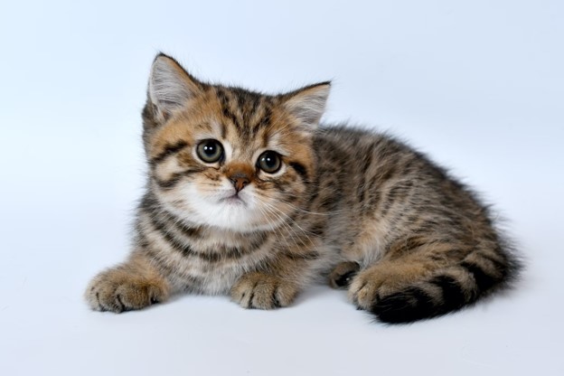 Kitten lying down.