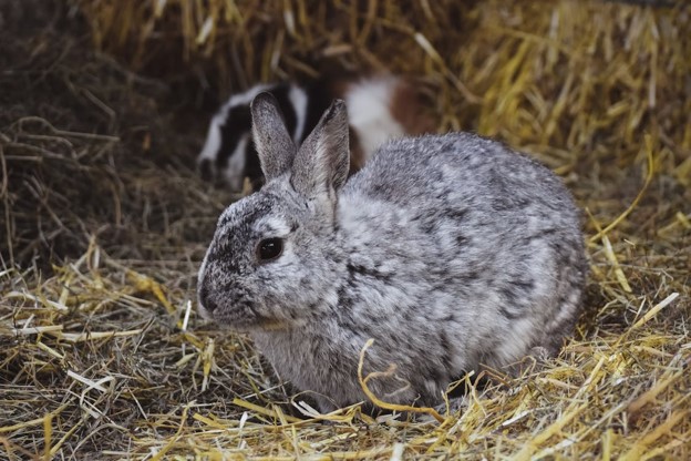 Rabbit sat on hay.
