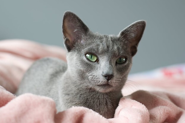 Heated Cat Pads: The Guide