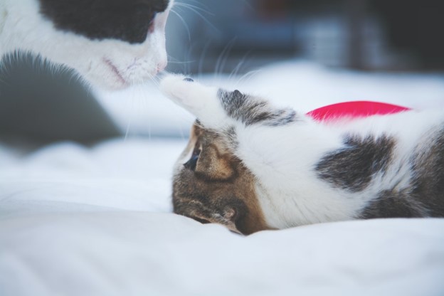 kitten playing with cat