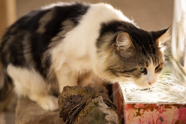 Antifreeze Poisoning in Cats