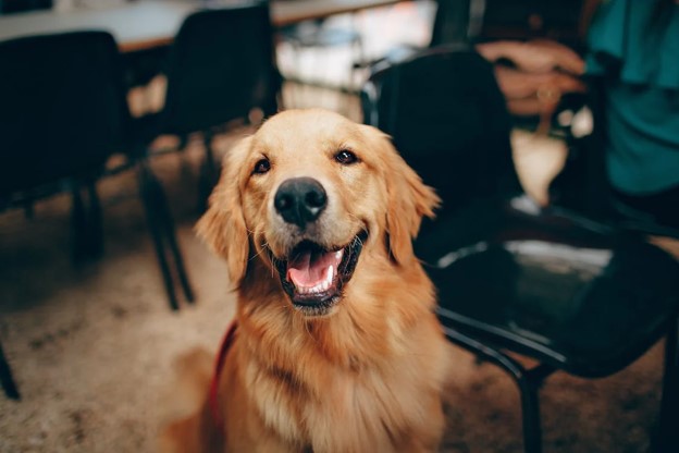 Dog Friendly Chocolate