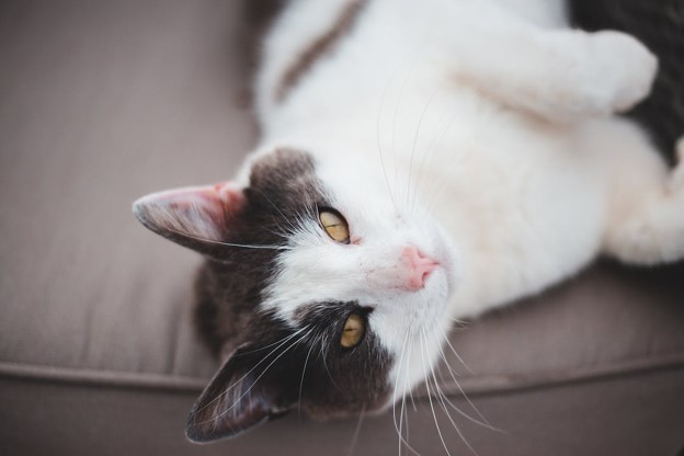 Paracetamol Poisoning in Cats