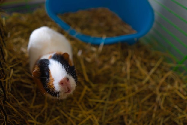 Guinea pig in bedding.