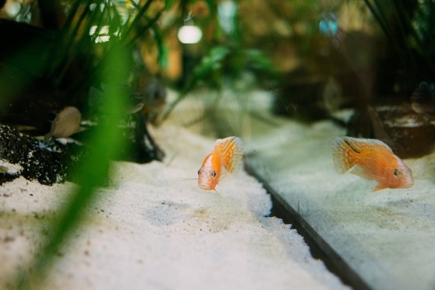 Fish Food Guide