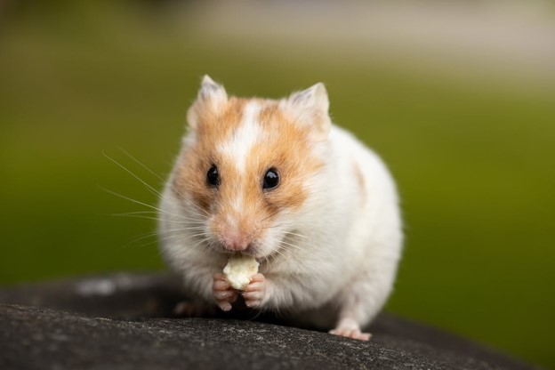 Hamsters: The Essentials