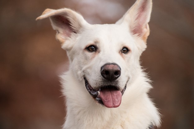 Dog's face with tongue sticking out.