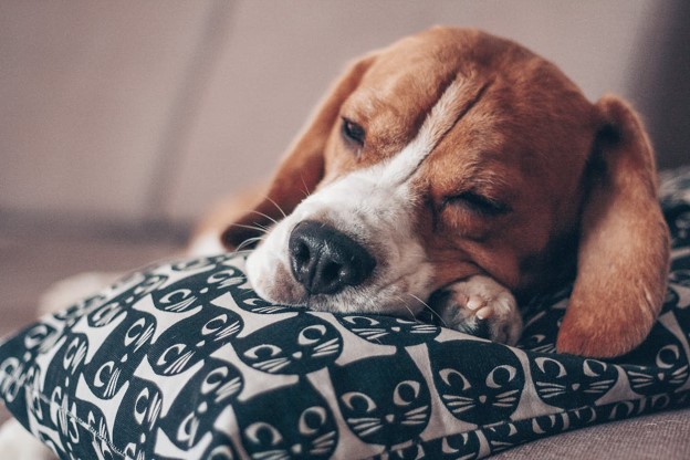 Can The Clocks Changing Affect my Pet?