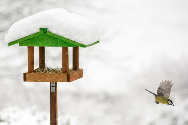 Feeding Birds in Winter: Fat Balls & Suet