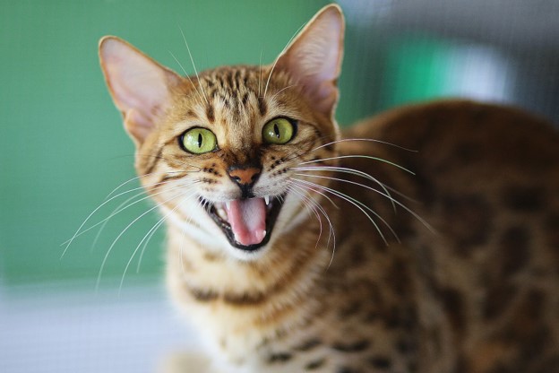 Cat stood up with it's mouth open.