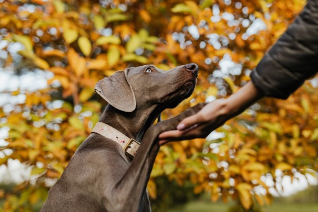 Dog offering paw to owner.