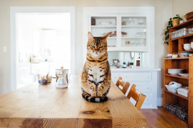 How Long Can You Leave a Cat Alone?