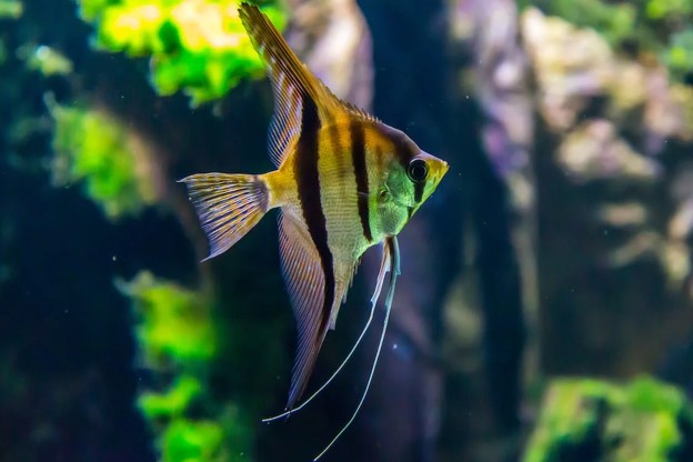Upgrade Your Fish Tank