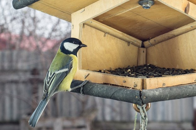 Wild Bird Guide: Who’s Who?