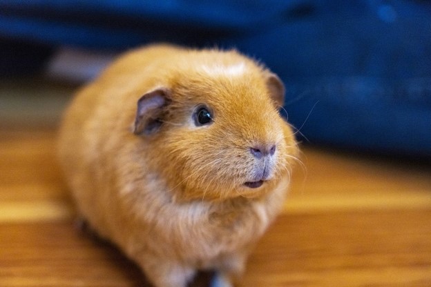 Guinea pig on the floor.