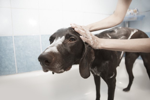Dog being washed.