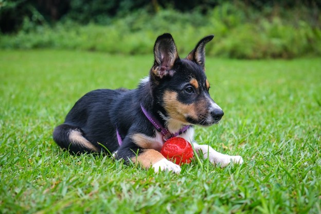 What is a Kong?