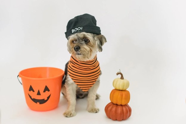 Trick or Treat: But to What Extent?