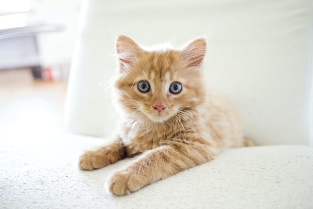 Ultimate Kitten Guide