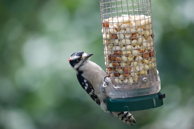 Bird pecking food from a bird feeder.
