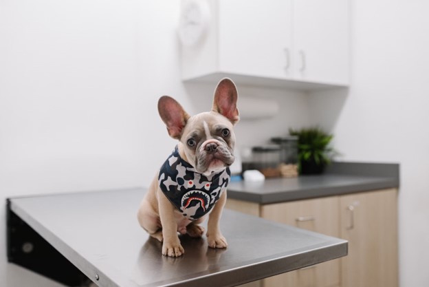 Why Should I Vaccinate My Dog?