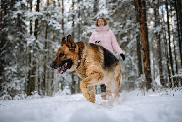 Can You Walk Dogs In The Snow?