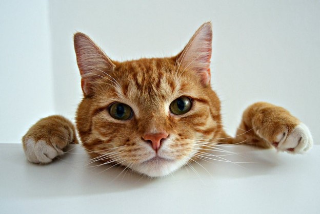 cat looking at camera