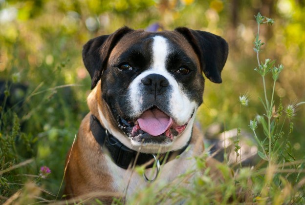 Dog sticking tongue out.