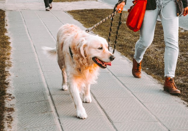 Dog on lead being walked.