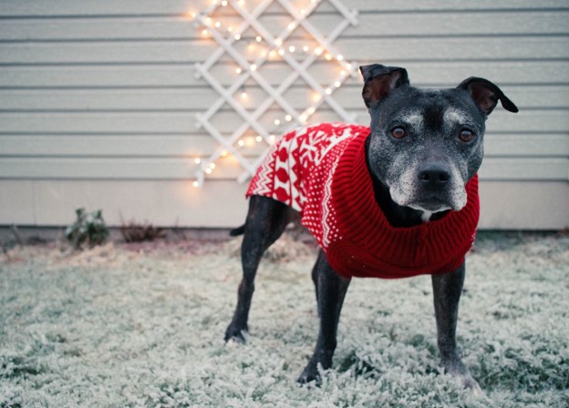Dog wearing a red jumper.