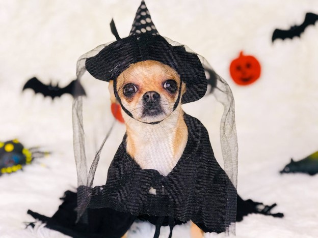 A Happy Halloween For Your Pet: Seasonal Hazards to Avoid