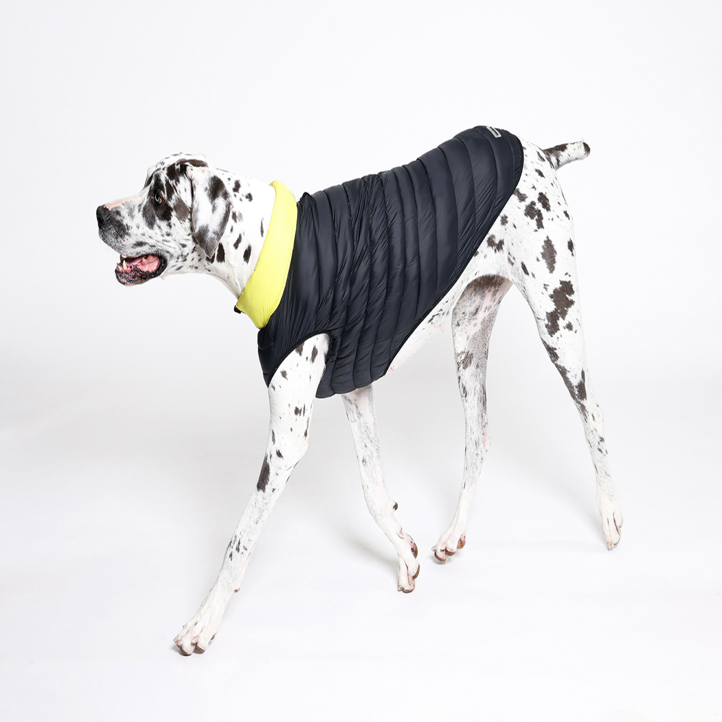 Rufus & Rosie Yellow & Black Dog Puffer Jacket, M+