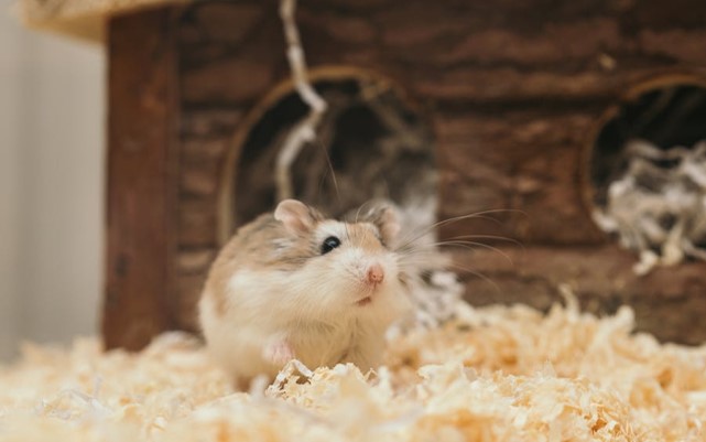 hamster in cage
