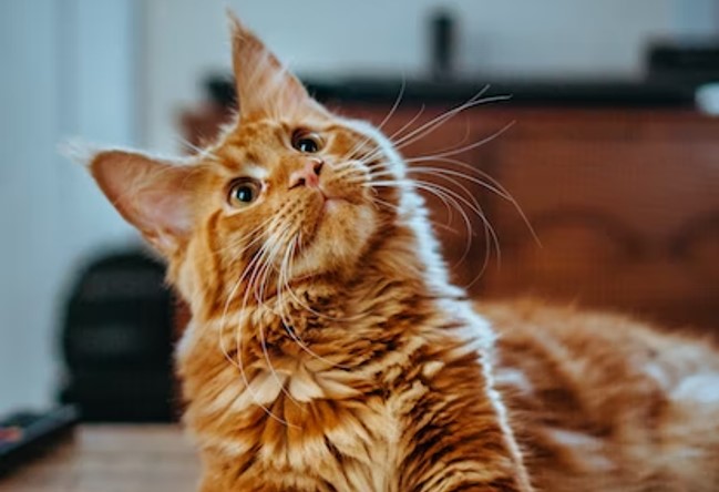 ginger cat looking up