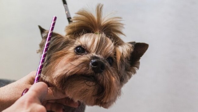 Dog being groomed.