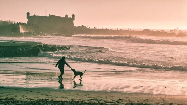 Owner playing with their dog at the beach.