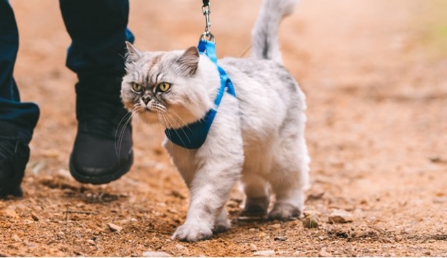 Cat walking with their owner.