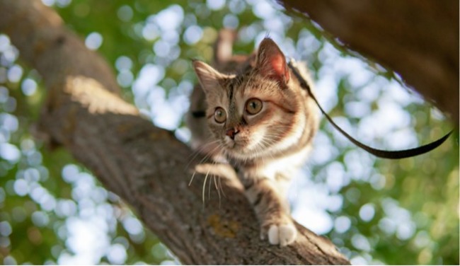 Cat on tree.