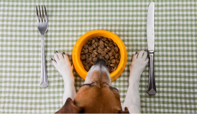 Dog about to eat.