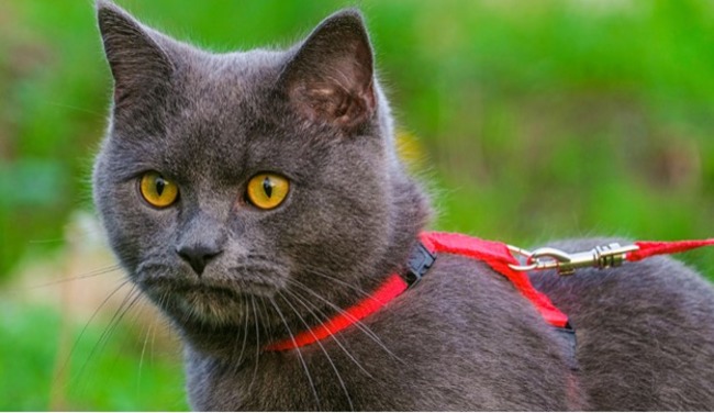Cat wearing a harness and on a lead.