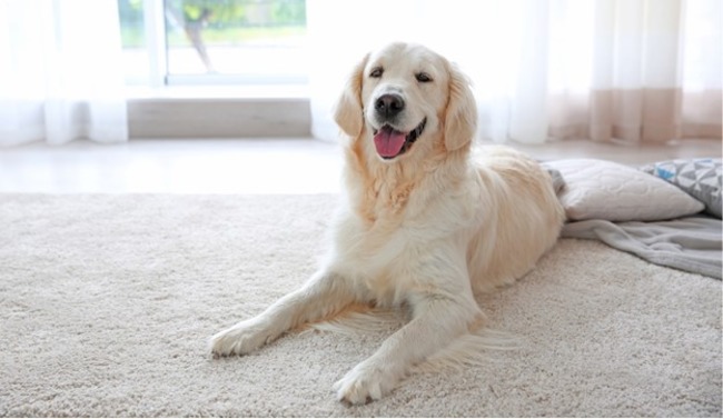 Dog relaxing by the window.