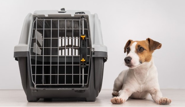 Dog next to carrier.