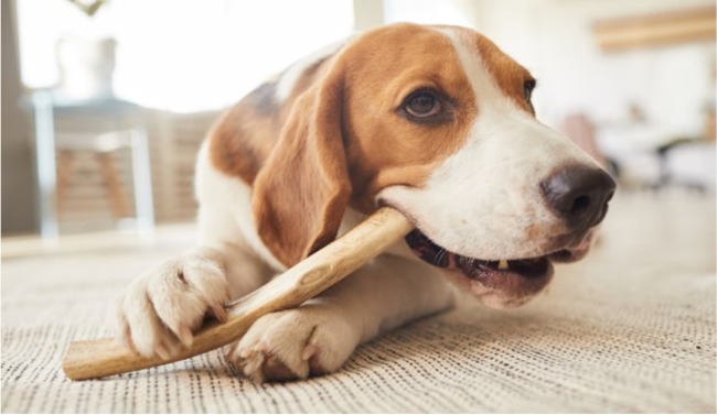 Dog with their bone.