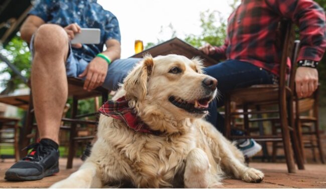 Dog sitting in the pub garden.