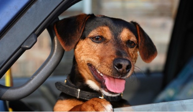 Dog waiting inside the car.